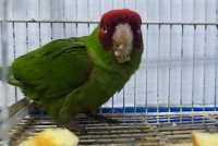 Aduanas rescata a loro de máscara roja
